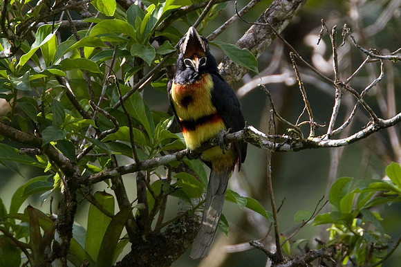 Collared Aracari (Pteroglossus torquatus)