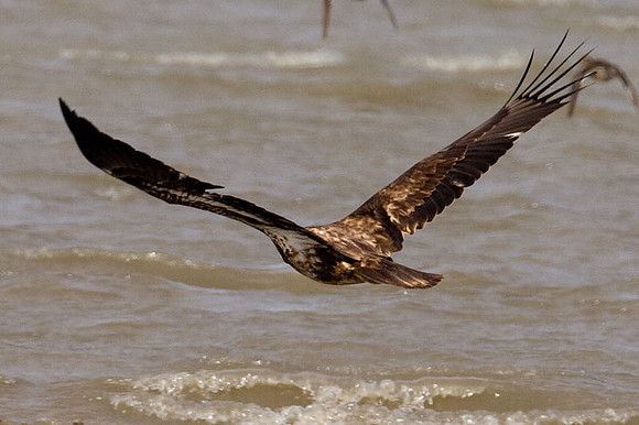 Bald Eagle (Haliaeetus leucocephalus) immature