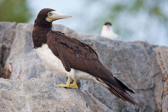 Brown Booby (Sula leucogaster)