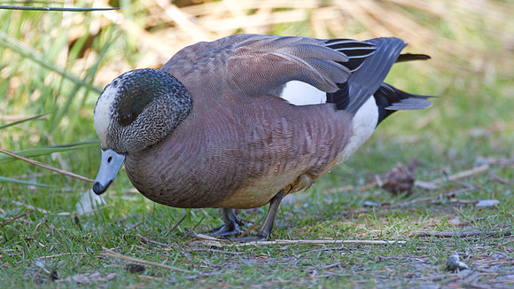 American Wigeon (Anas americana) male