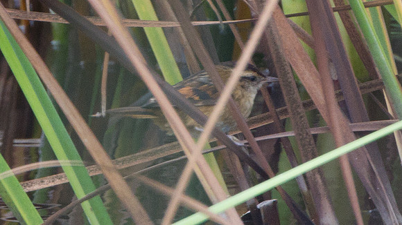 Wren-like Rushbird (Phleocryptes melanops)