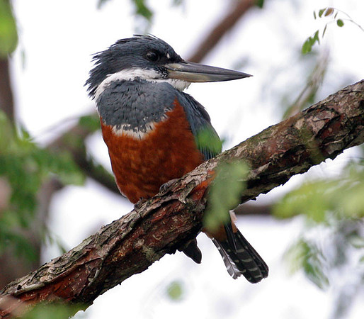 Ringed Kingfisher (Megaceryle torquata) female