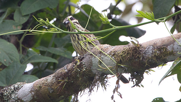 Variegated Flycatcher (Empidonomus varius)