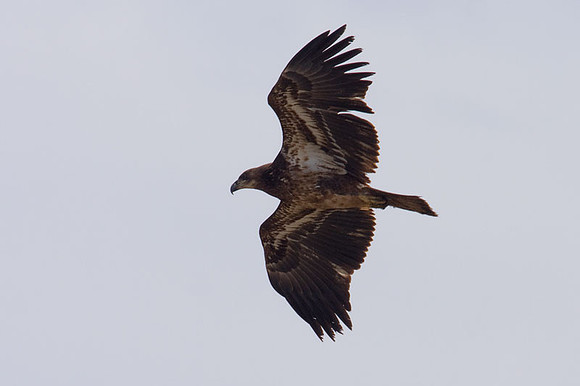 Bald Eagle (Haliaeetus leucocephalus) immature