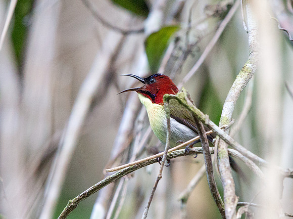 Lovely sunbird (Aethopyga shelleyi) Male