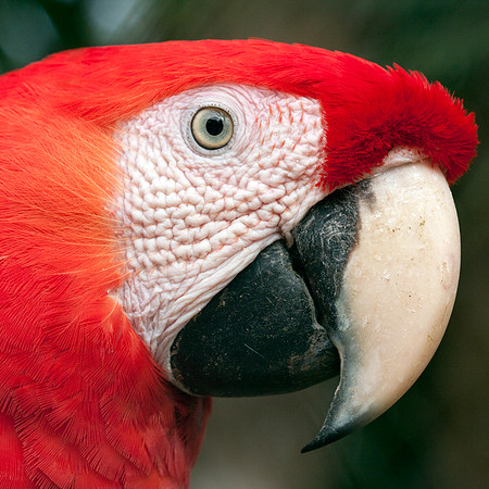 Scarlet Macaw (Ara macao) captive