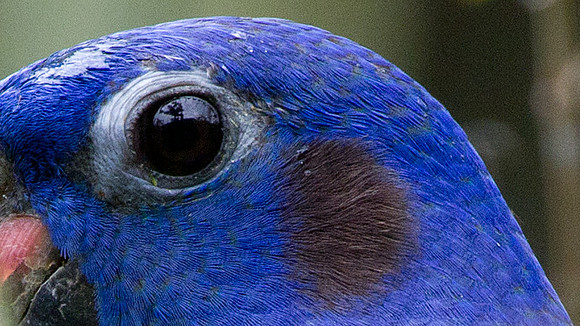 Blue-headed Parrot (Pionus menstruus)