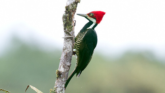 Guayaquil Woodpecker (Campephilus gayaquilensis) female