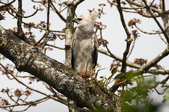 Harpy Eagle (Harpia harpyja) juvenile