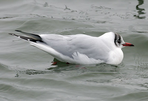 Black-headed Gull (Chroicocephalus ridibundus)