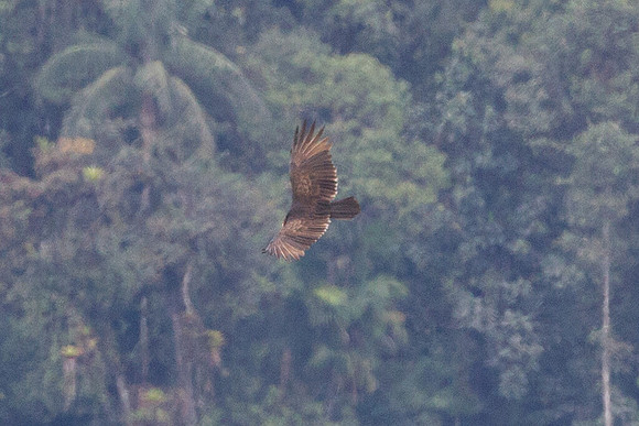 Turkey Vulture (Cathartes aura)