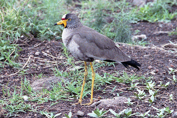 African Wattled Lapwing (Vanellus senegallus)