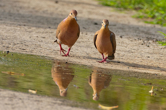 Zenaida Dove (Zenaida aurita)