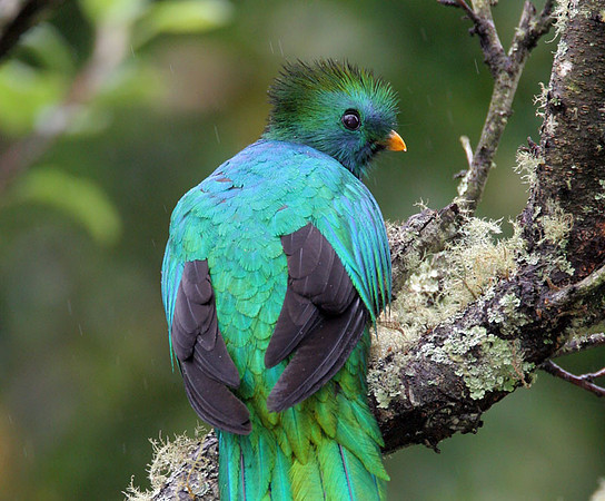 Resplendent Quetzal (Pharomachrus mocinno) male