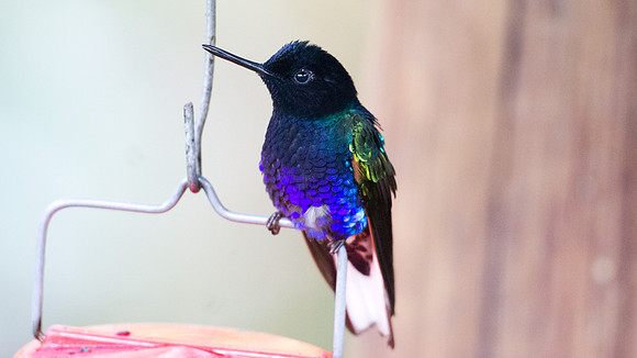 Velvet-purple Coronet (Boissonneaua jardini)