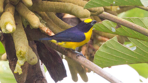 Thick-billed Euphonia (Euphonia laniirostris)