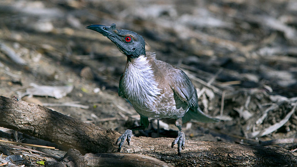 Noisy friarbird (Philemon corniculatus)