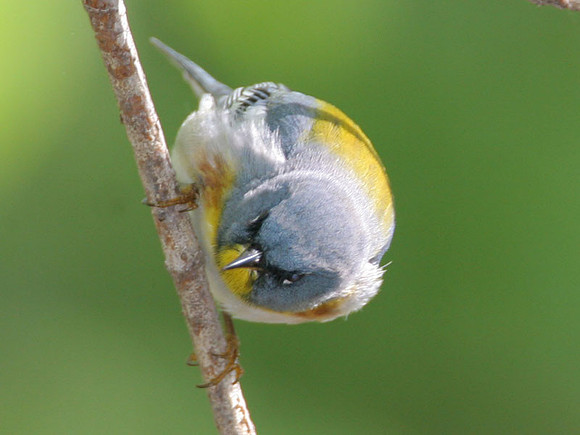 Northern Parula (Parula americana)