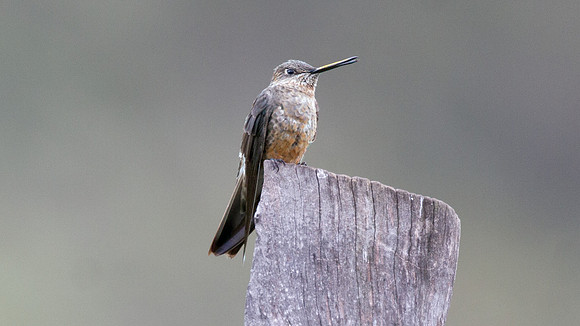 Giant Hummingbird (Patagona gigas)