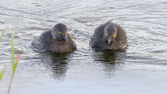 Least Grebe (Tachybaptus dominicus)