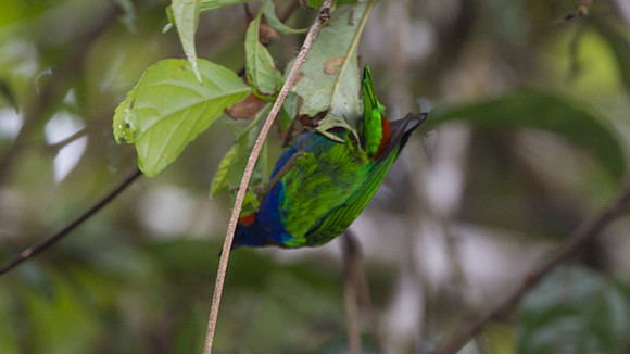 Orange-eared Tanager (Chlorochrysa calliparaea)