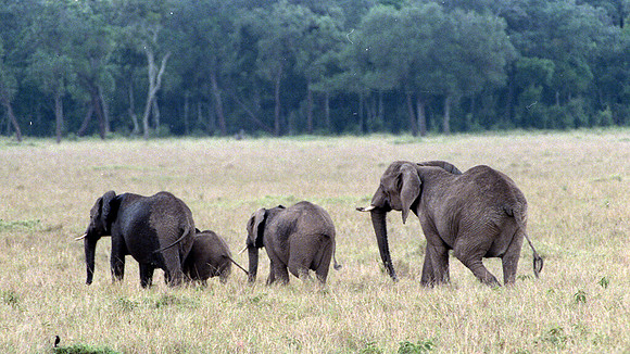 1988 Africa elephants  img388