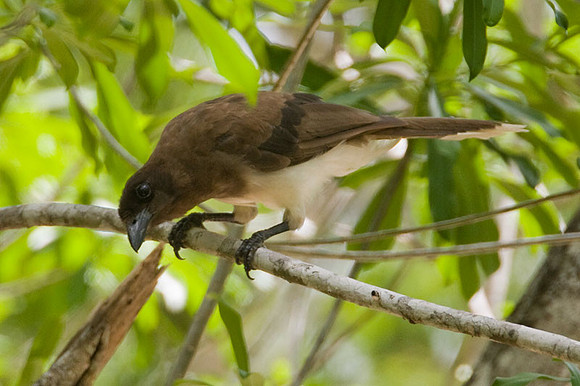 Brown Jay (Cyanocorax morio)