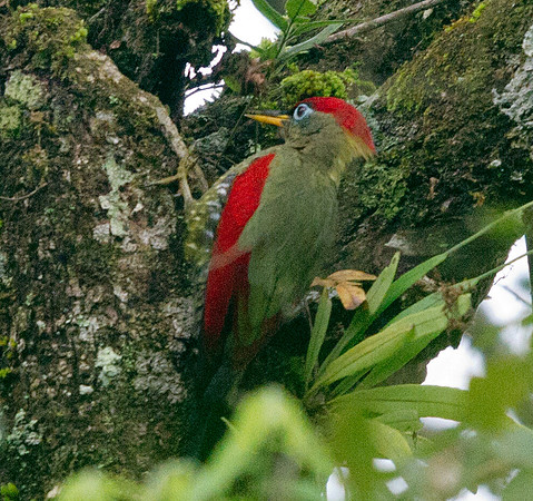 Crimson-winged woodpecker (Picus puniceus)