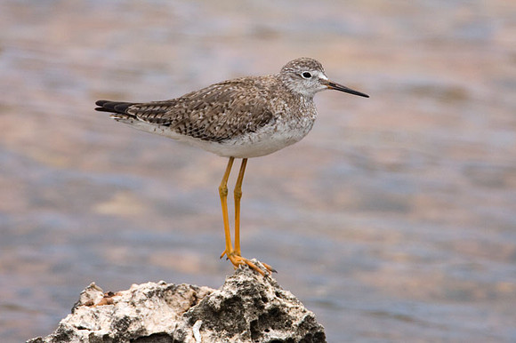Lesser Yellowlegs (Tringa flavipes)