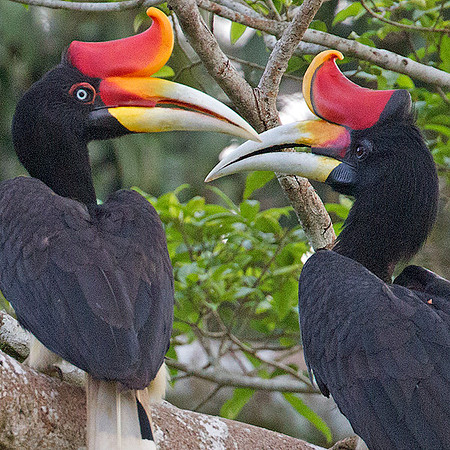 Rhinoceros Hornbill (Buceros rhinoceros)