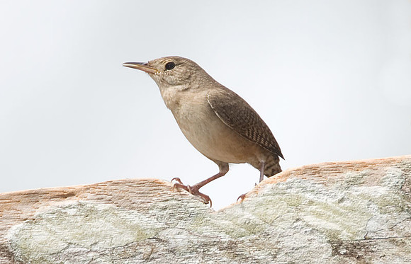 House Wren (Troglodytes aedon)
