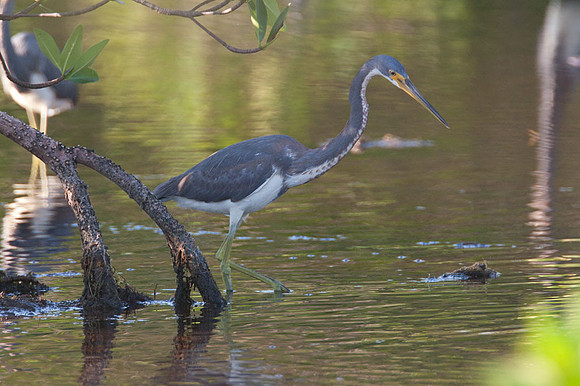 Tricolored Heron (Egretta tricolor)