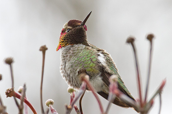 Anna's Hummingbird (Calypte anna)