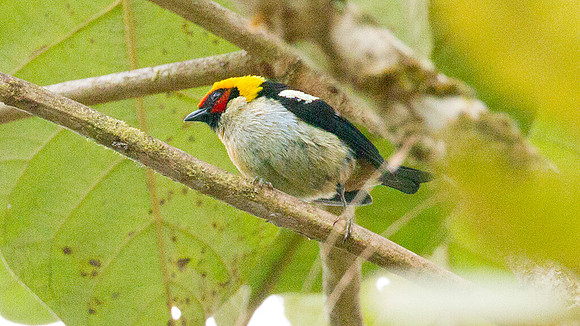 Flame-faced Tanager (Tangara parzudakii)