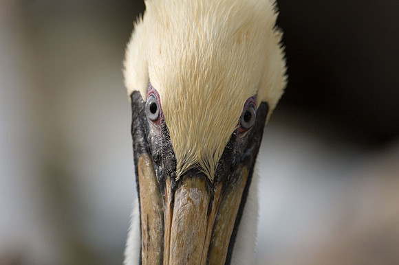 Brown Pelican (Pelecanus occidentalis)