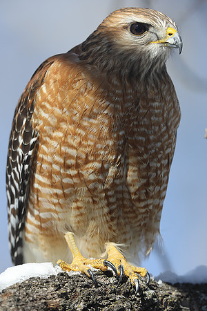 Red-shouldered hawk