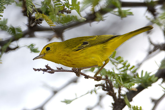 Yellow Warbler (Dendroica petechia)