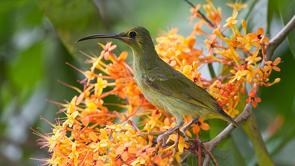 Yellow-eared Spiderhunter (Arachnothera chrysogenys)