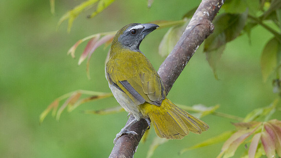 Buff-throated Saltator (Saltator maximus)