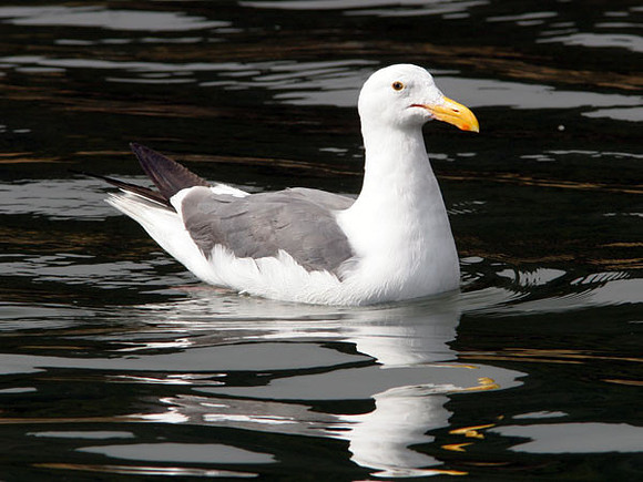 Western Gull (Larus occidentalis)