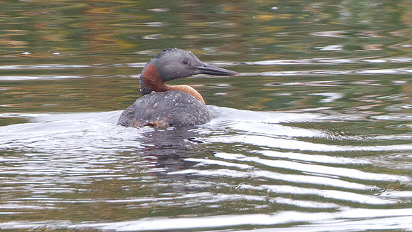 Great Grebe (Podiceps major)
