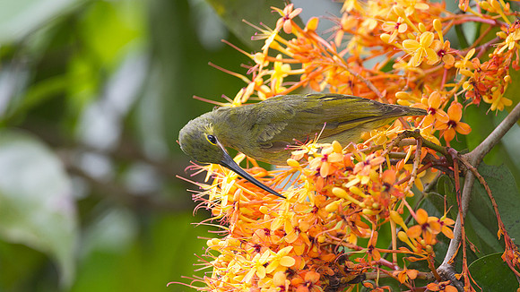 Yellow-eared Spiderhunter (Arachnothera chrysogenys)