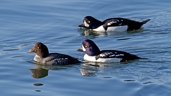 Barrow's Goldeneye (Bucephala islandica)