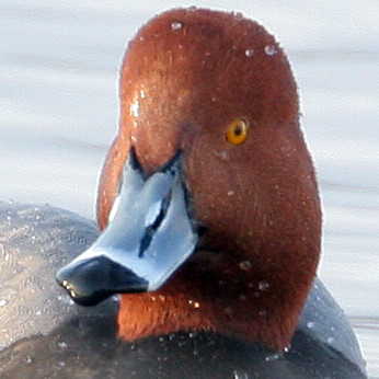 Redhead (Aythya americana) male