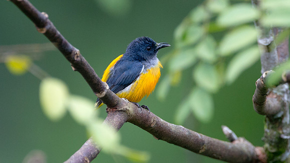 Orange-bellied Flowerpecker (Dicaeum trigonostigma) male