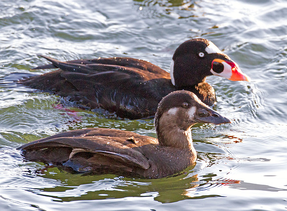 Surf Scoter (Melanitta perspicillata)