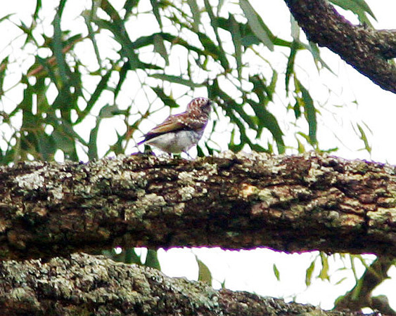 Dusky Woodswallow (Artamus cyanopterus) juvenile