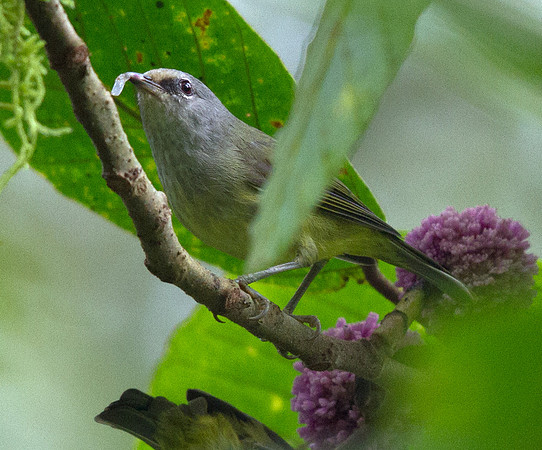 Mees's white-eye (Lophozosterops javanicus)