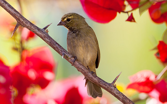 Yellow-faced Grassquit (Tiaris olivaceus) female