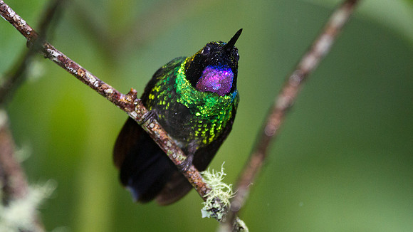 Tourmaline Sunangel (Heliangelus exortis)